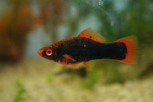 Меченосцы красные