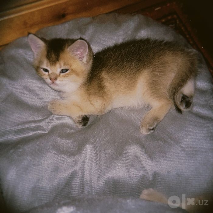Котята на продажу породистые