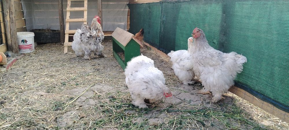 Găini de rasă  brahma
