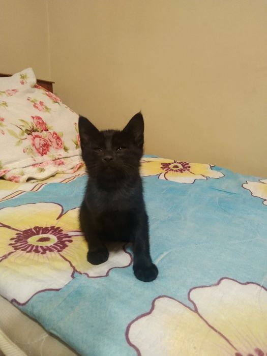 Отдам в добрые руки котят