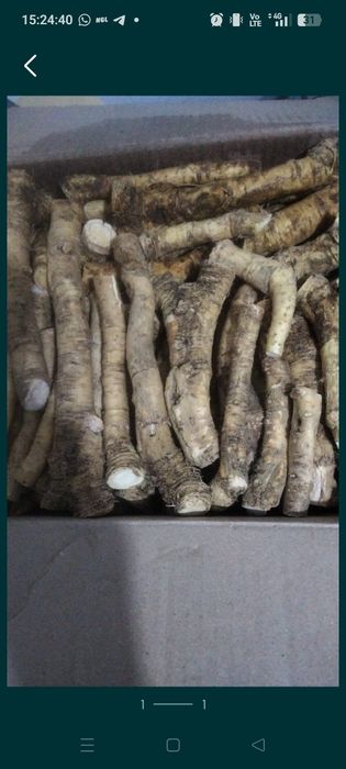 Продам корни хрена