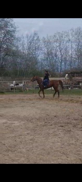 De vînzare iapa pursinge arab