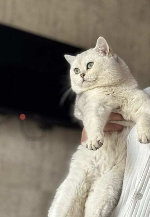 Вязка кот. Опытный кот. Приглошаем кошек