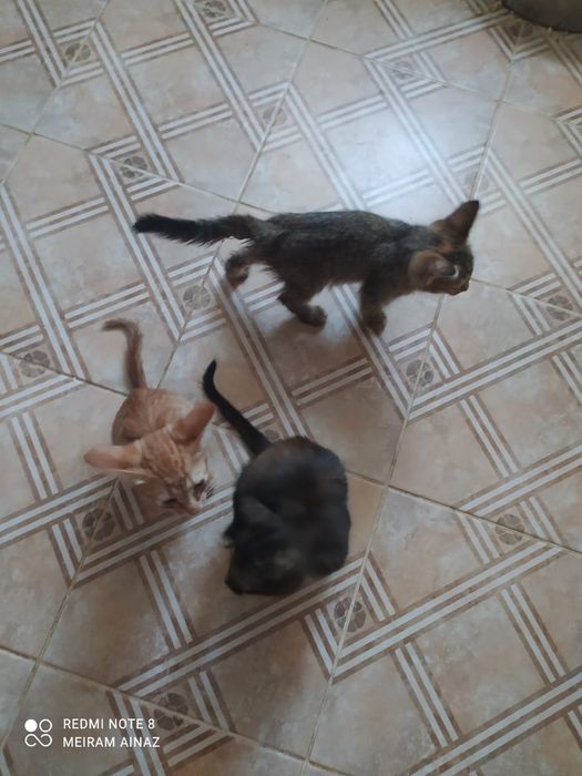 Срочна мысык берем