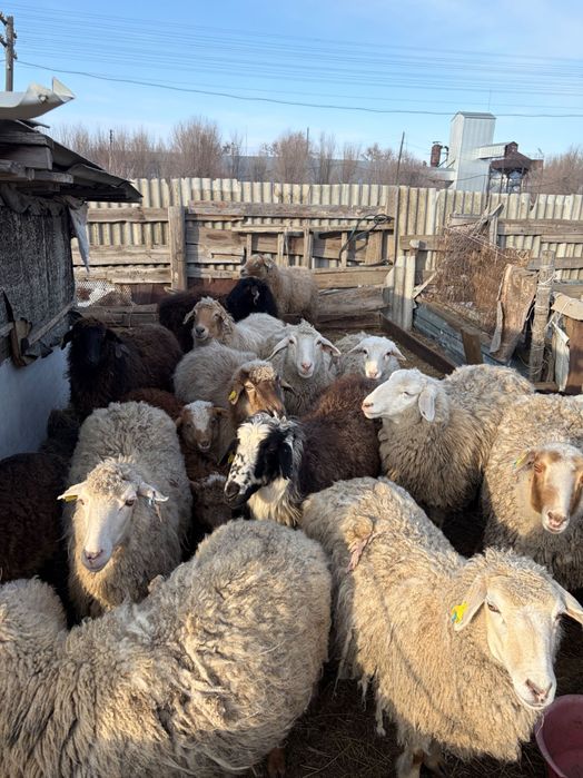 Продаются Бараны