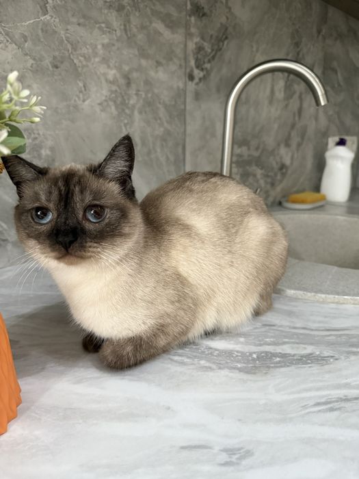 Отдам даром сиамсую кошку