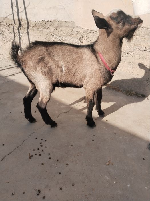 Чешская Козел для продажи