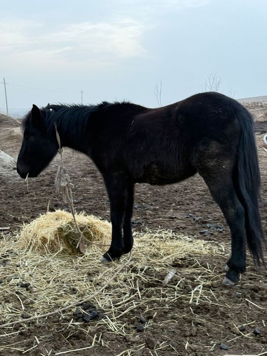 Бие буаз сатылымда