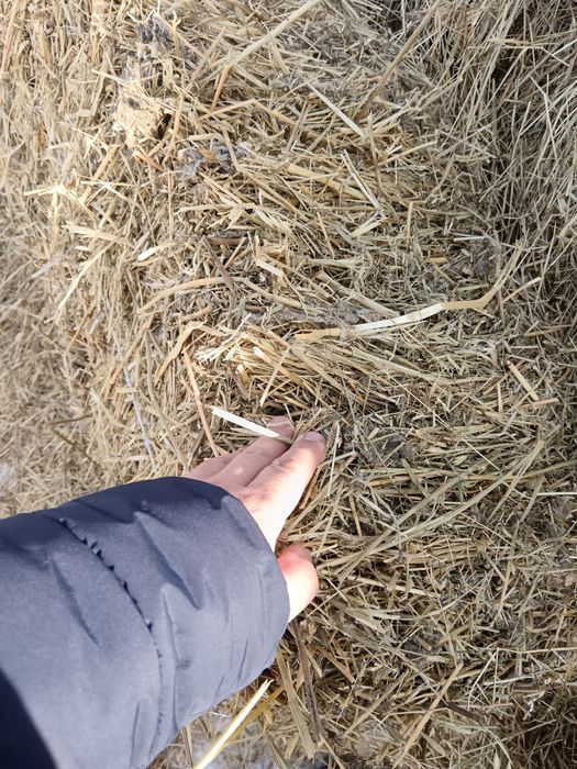 Жонышқа сатылады 1600 тенге