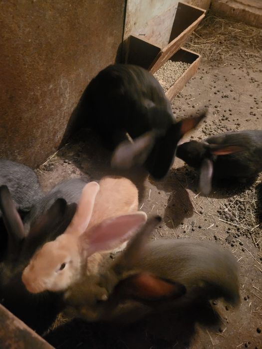 Продам  кроликов