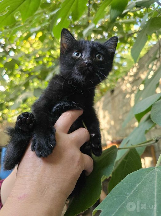 Котята ищут семьи!