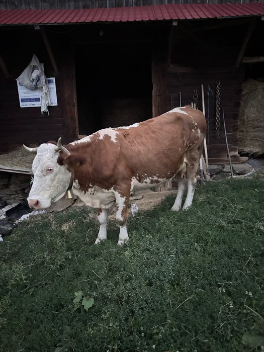 Vând vaca de 10 ani