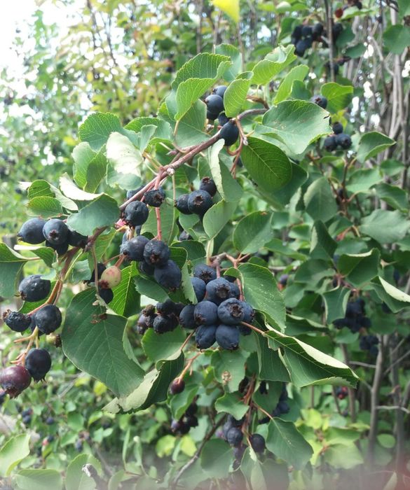 Продаю  Ухоженную Дачу