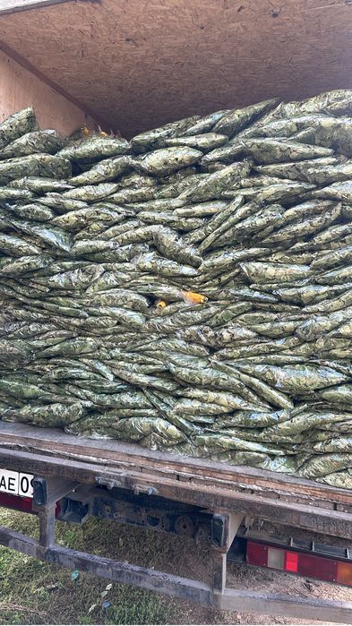 Веники береза и дуб