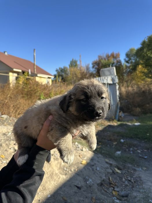 Отдам щенят в добрые руки