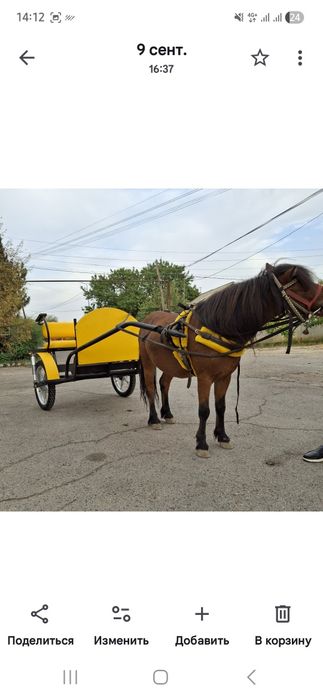 Продается пони с двуколкой