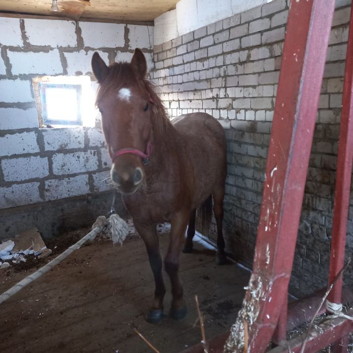 5 жасар жылқы сатылады