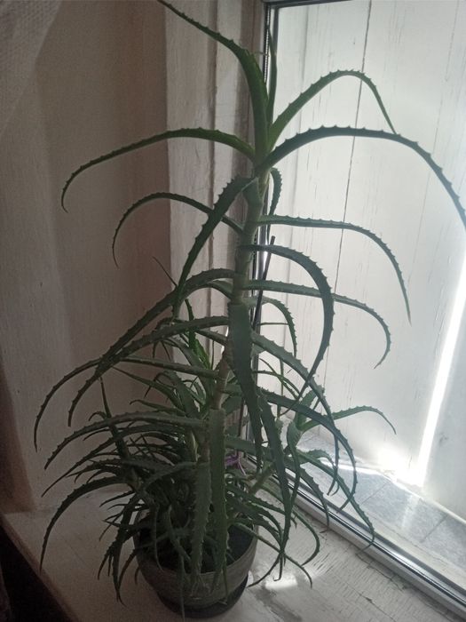 Продам алое лечебный