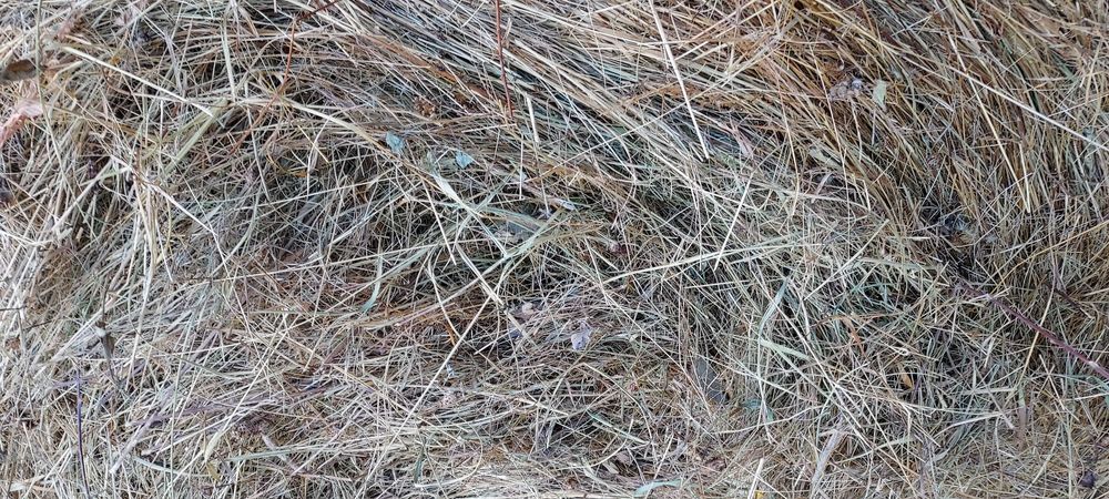 De vânzare baloți de fân, lucernă! Dreptunghiular, Rotund!