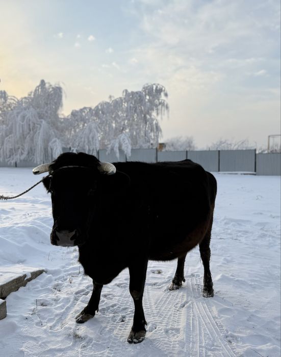 Голландская корова