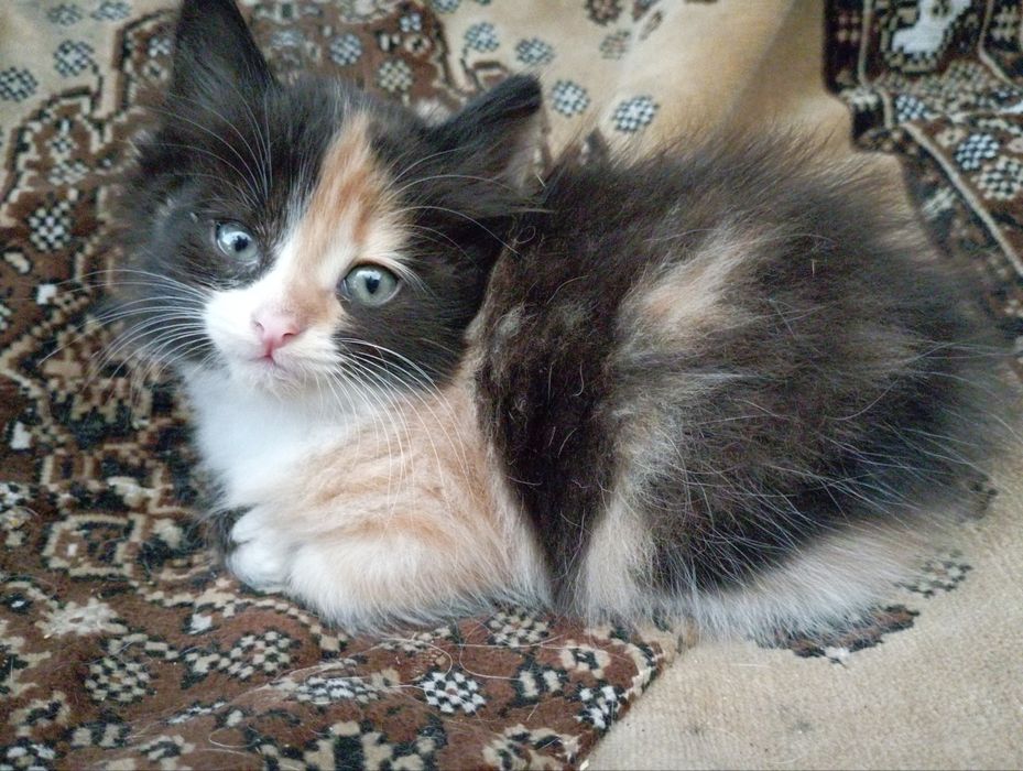 отдам котят в добрые руки!!