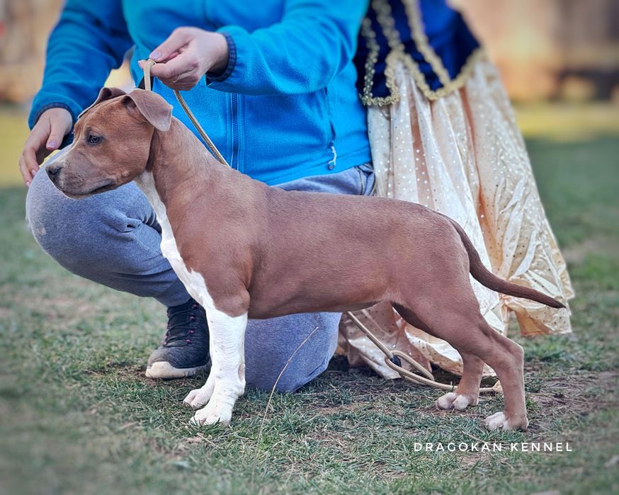 Amstaff rasă pură cu pedigree