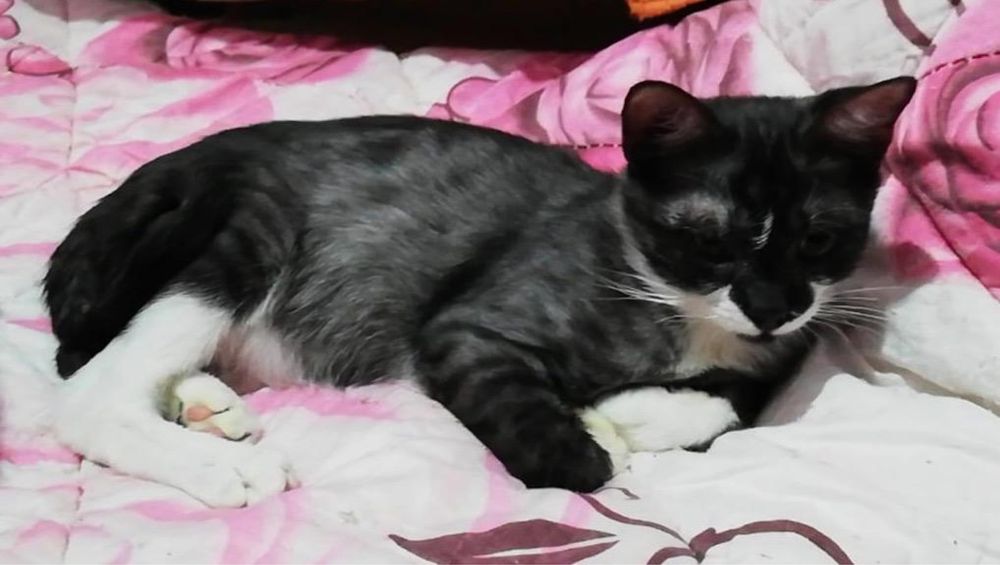 Motanel grey tabby gratuit