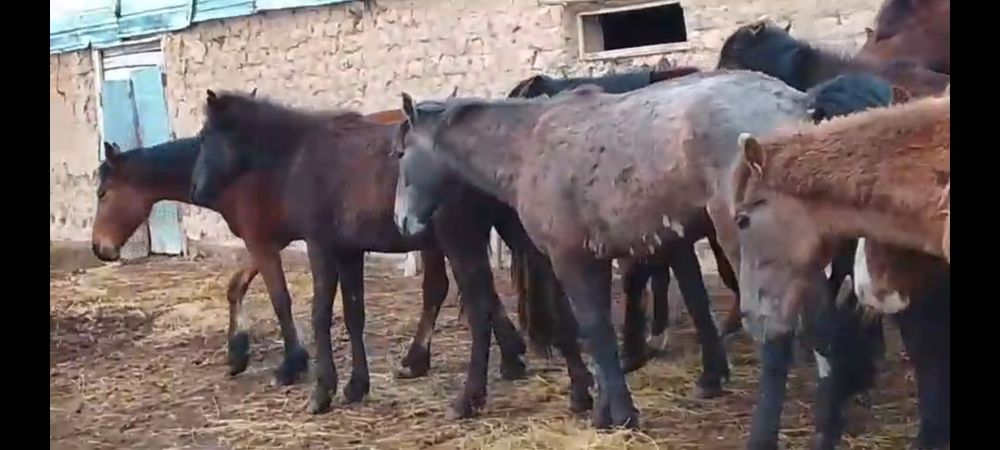 20 бас Кунандар сатылады Алматы обл