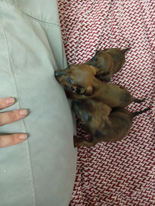 Чистокровные щенки Таксы