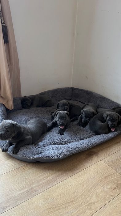 Kane corso бебета