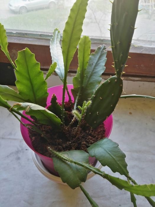 Епифилум и Опунция