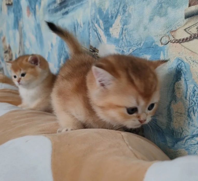 Котята золотая шиншилла