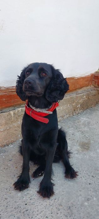 Потерялась собака