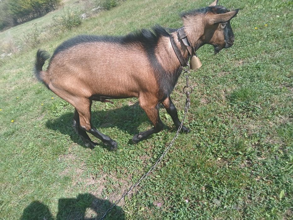 Vind urgent tapic de rasă alpine franceza