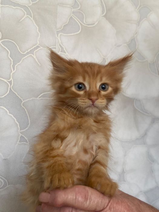 Отдам котят в хорошие и ДОБРЫЕ руки!!