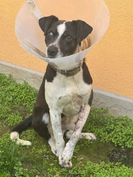 Кученца/котенце за осиновяване