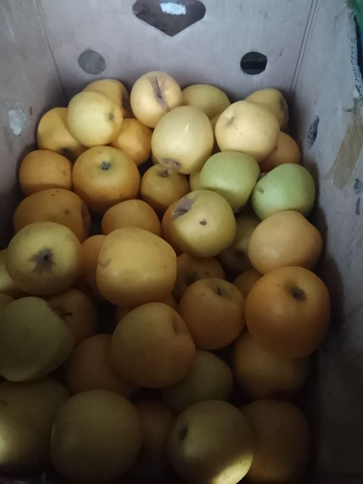Продам горный яблоки