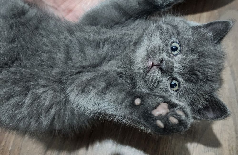 Mushuk Tozza zotli scottish mushuk bollari sotiladi bir yarim oylik. 1