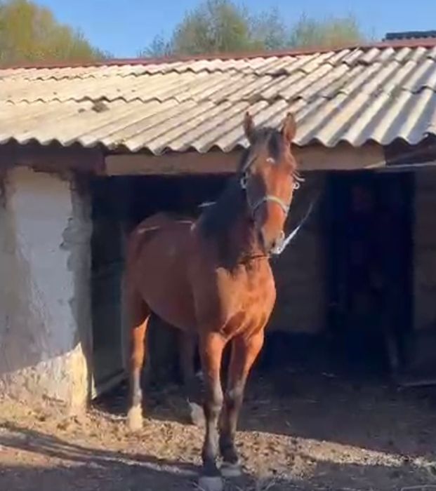 Ат сатылады, келысым бар