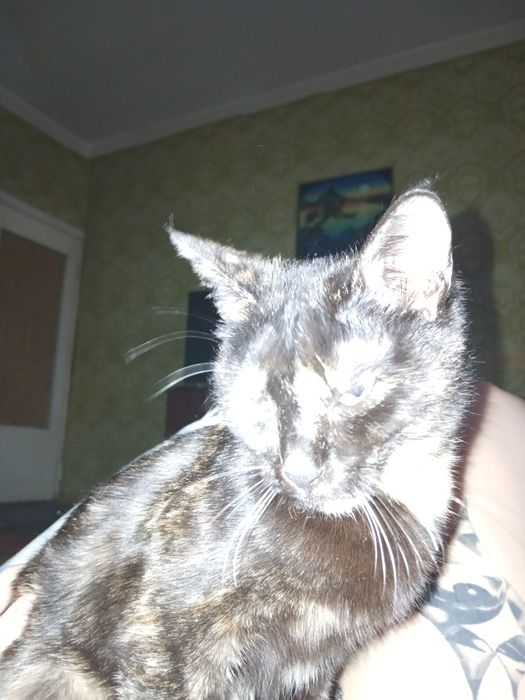 Отдам котенка в хорошие руки