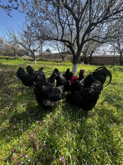 Разплодни яйца от черен австралорп