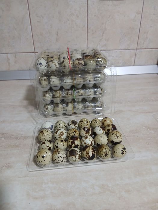 Oua de prepeliță