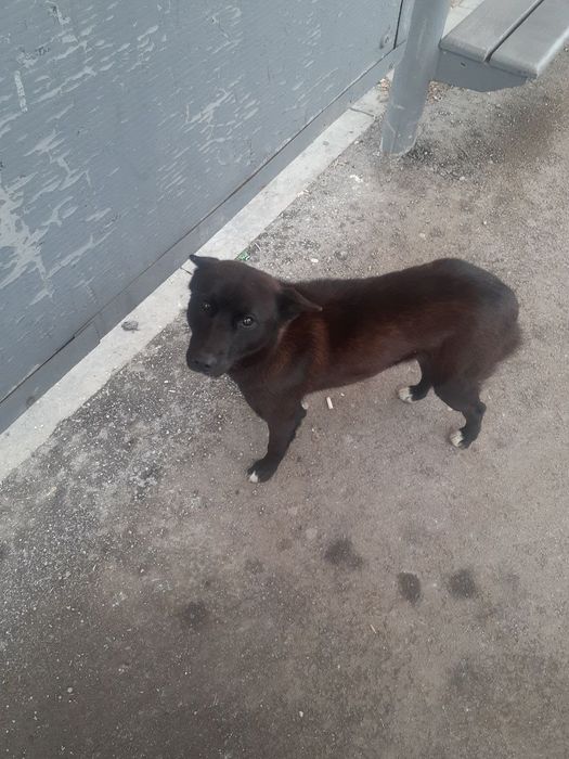 Нашлась собака на Момышулы