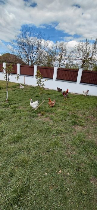 Vand gaini si cocos