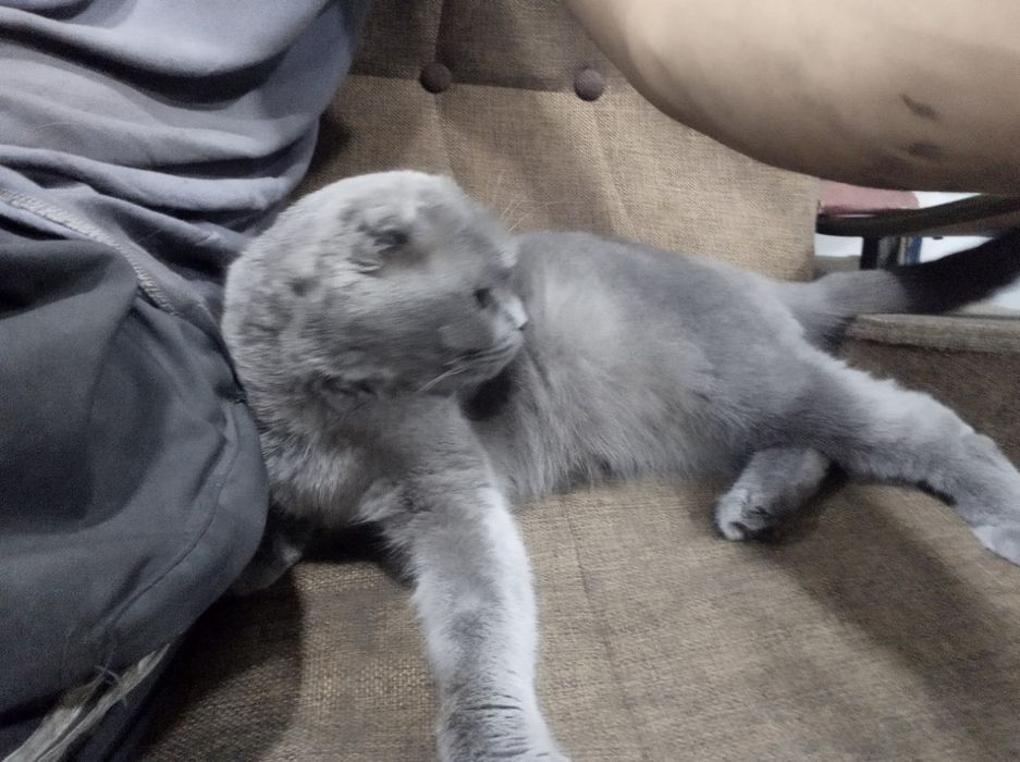 Scottish fold mushugi sotiladi
