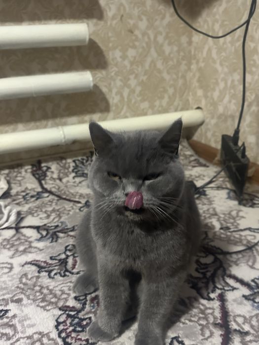 Britanskiy scottish stayt