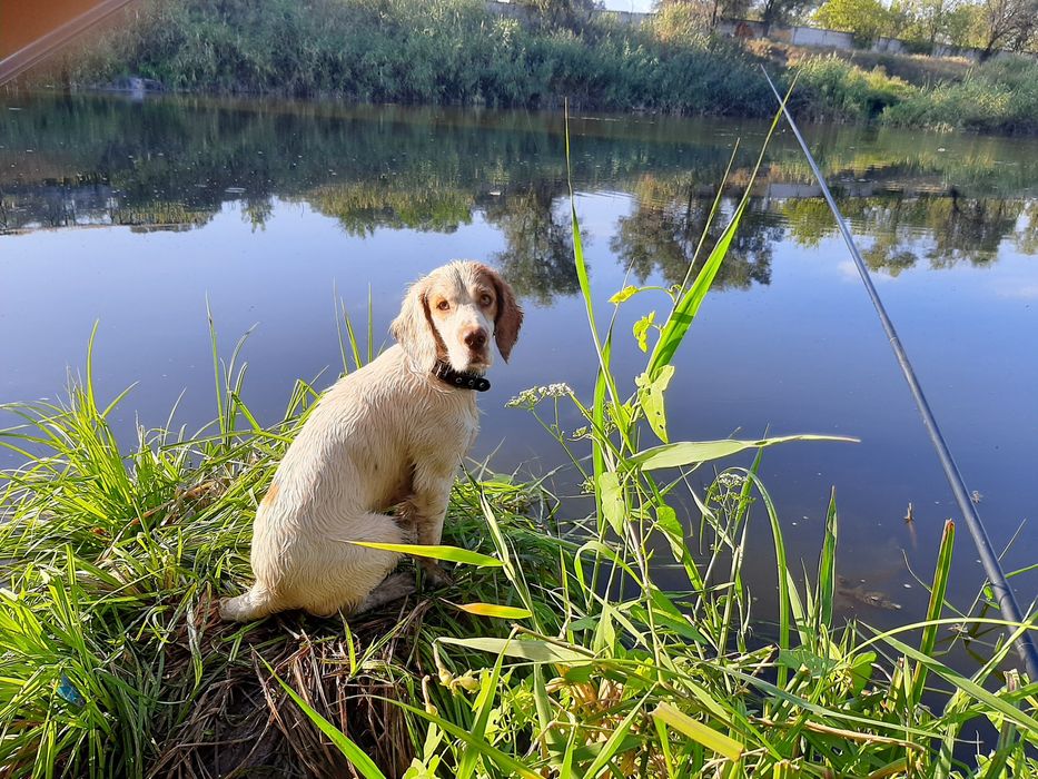 Вязка русский охотничий спаниель