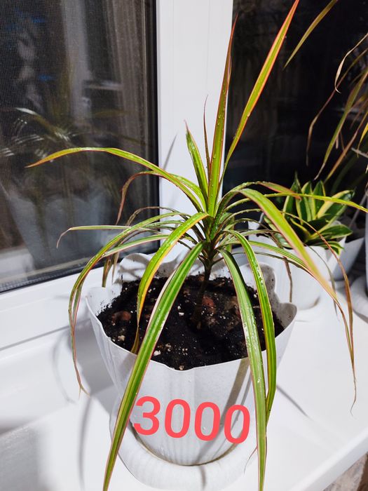 Продам комнатные растения