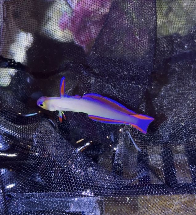 кораллы и морская рыба