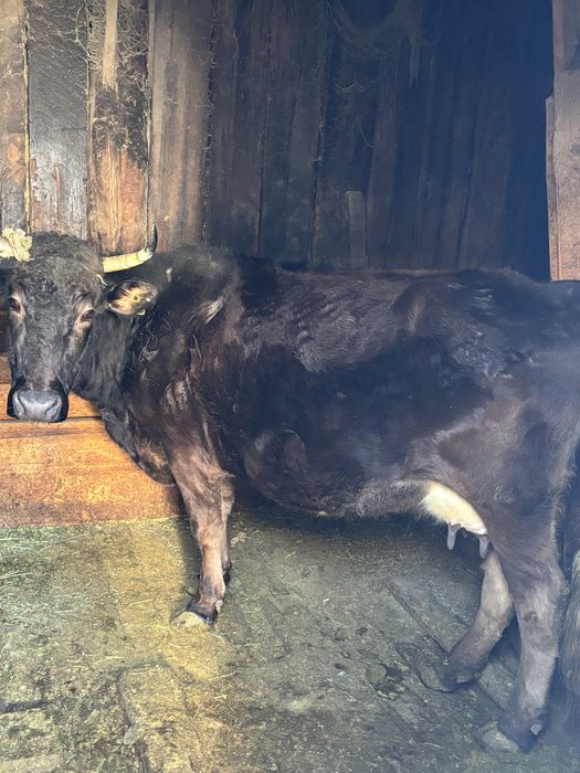 Продам Корову с Тёлочкой